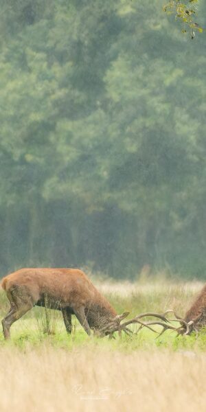 Ruud Engels | Photography | Vechtende Edelherten Het Groene Woud