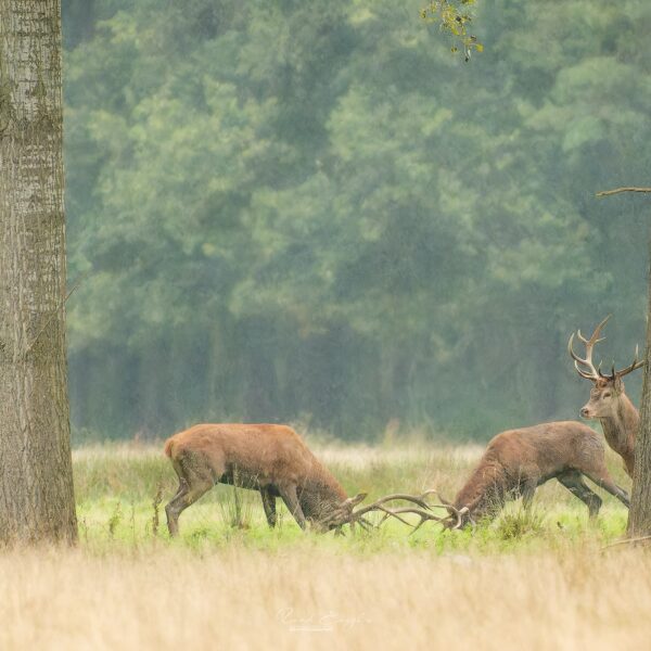 Ruud Engels | Photography | Vechtende Edelherten Het Groene Woud