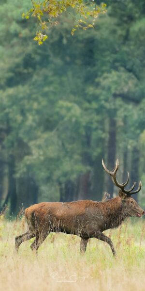 Ruud Engels | Photography | Wandelend Edelhert Het Groene Woud