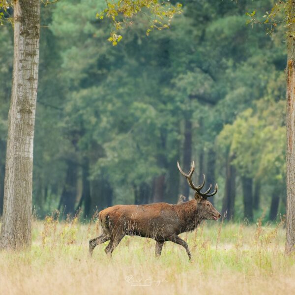 Ruud Engels | Photography | Wandelend Edelhert Het Groene Woud