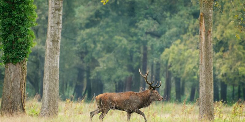 Ruud Engels | Photography | Wandelend Edelhert Het Groene Woud