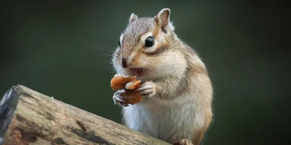 Ruud Engels | Photography | Grondeekhoorns Tilburg