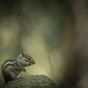 Ruud Engels | Photography | Grondeekhoorns Tilburg