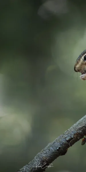 Ruud Engels | Photography | Grondeekhoorns Tilburg