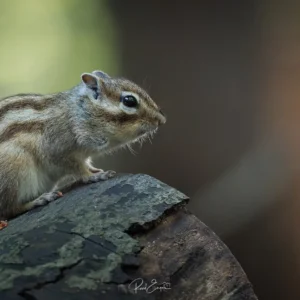 Ruud Engels | Photography | Grondeekhoorns Tilburg