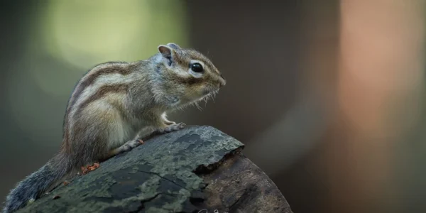 Ruud Engels | Photography | Grondeekhoorns Tilburg