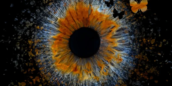 Ruud Engels | Photography | Butterfly