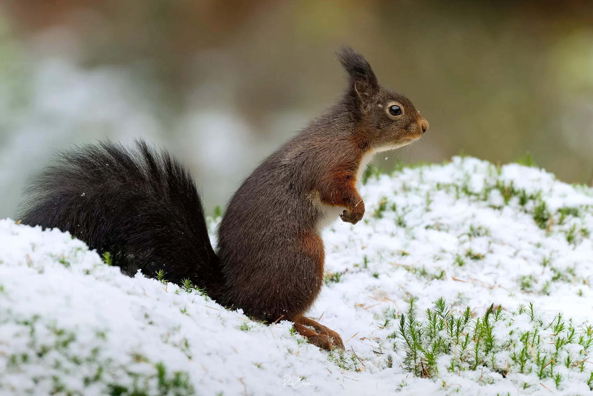 Ruud Engels | Photography | Boshut Maashorst Eekhoorn in sneeuw
