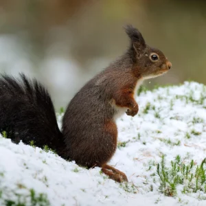 Ruud Engels | Photography | Boshut Maashorst Eekhoorn in sneeuw