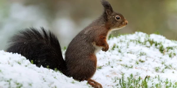 Ruud Engels | Photography | Boshut Maashorst Eekhoorn in sneeuw