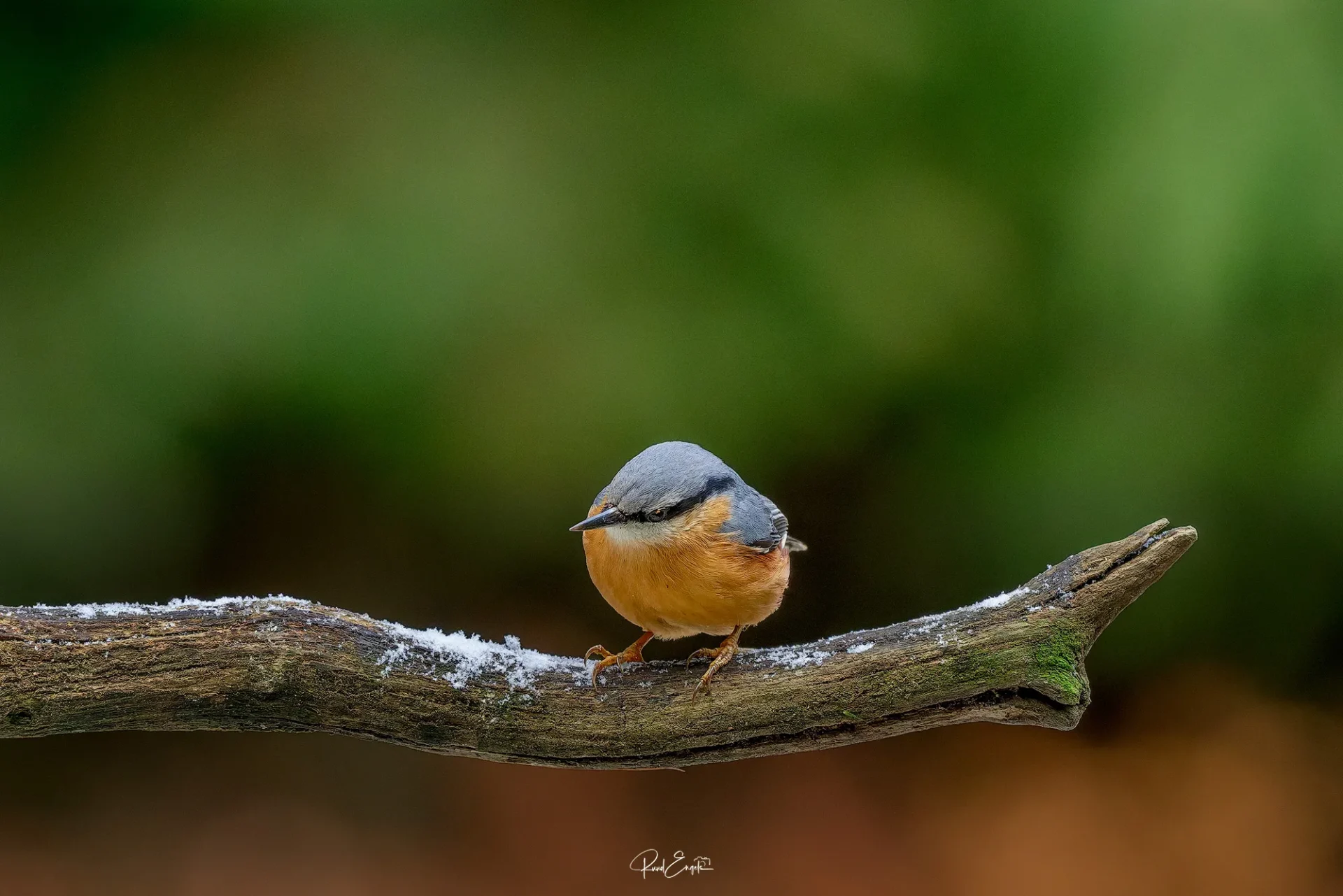 Ruud Engels | Photography | Boshut Maashorst Boomklever op besneeuwde tak