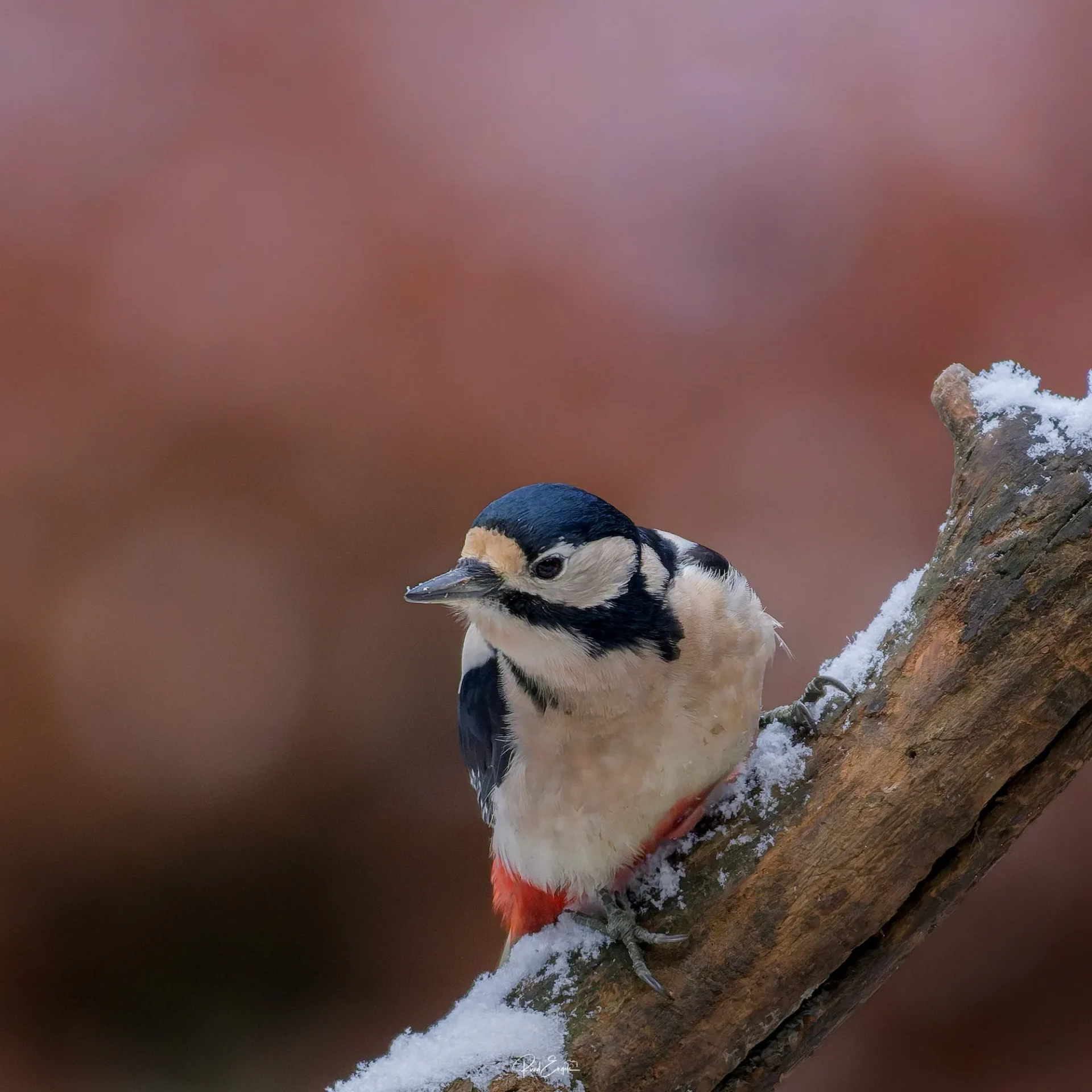 Ruud Engels | Photography | Boshut Maashorst Grote Bonte Specht op besneeuwde tak