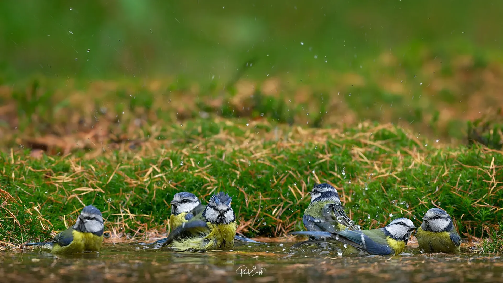 Ruud Engels | Photography | Boshut Maashorst Pimpelmezen aan het badderen