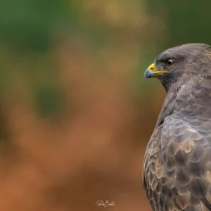 Ruud Engels | Photography | Boshut Maashorst Buizerd