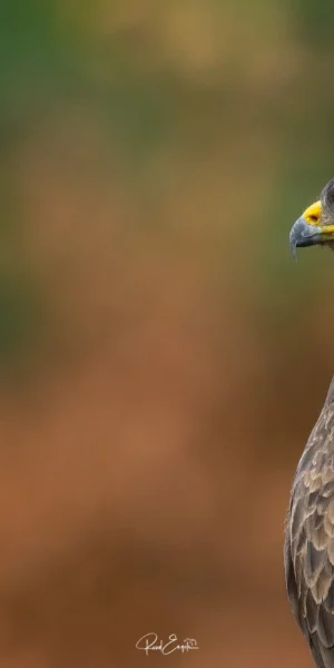 Ruud Engels | Photography | Boshut Maashorst Buizerd