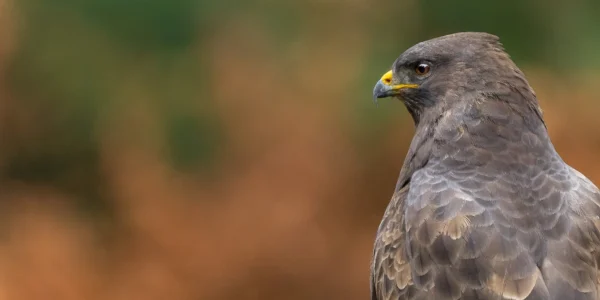 Ruud Engels | Photography | Boshut Maashorst Buizerd