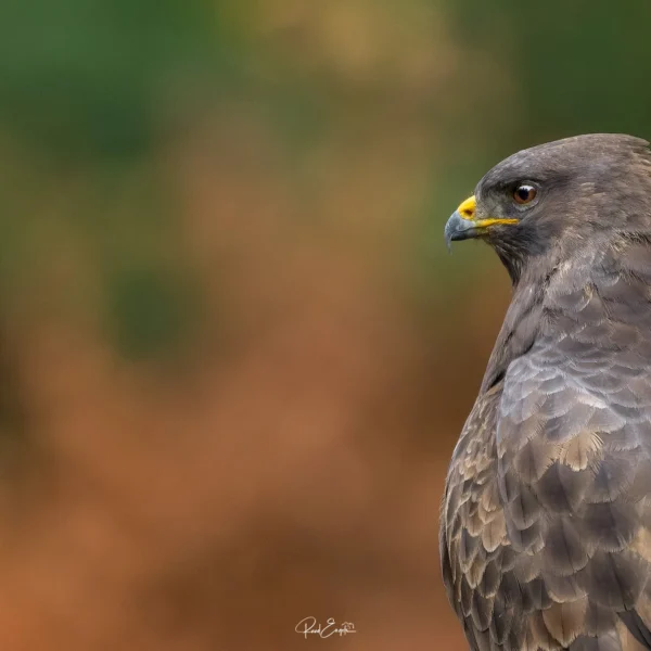 Ruud Engels | Photography | Boshut Maashorst Buizerd