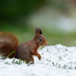 Ruud Engels | Photography | Boshut Maashorst Eekhoorn in de sneeuw