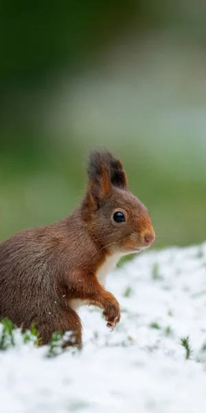 Ruud Engels | Photography | Boshut Maashorst Eekhoorn in de sneeuw