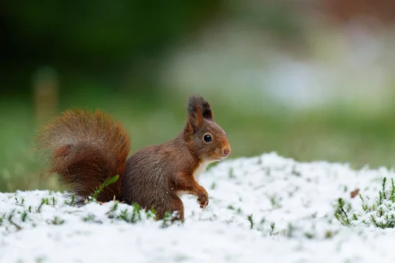 Ruud Engels | Photography | Boshut Maashorst Eekhoorn in de sneeuw