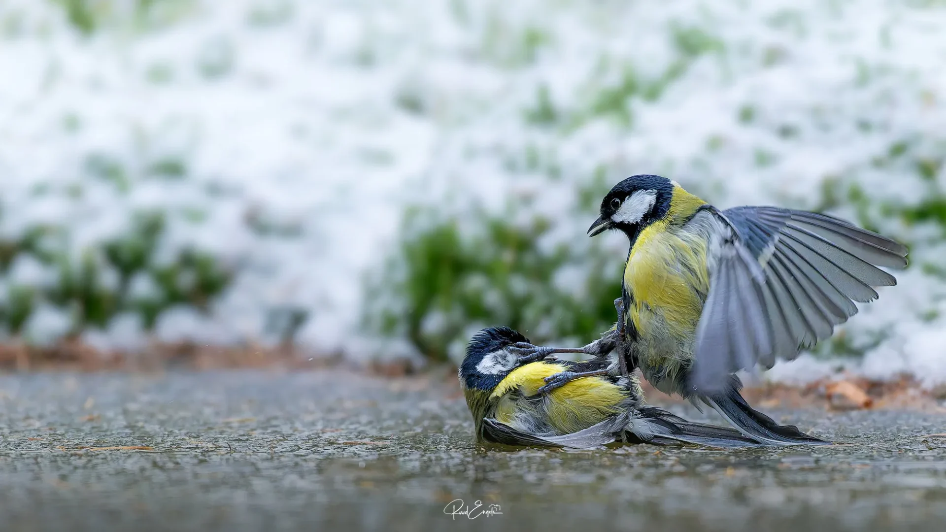 Ruud Engels | Photography | Boshut Maashorst Vechtende Koolmezen op het ijs