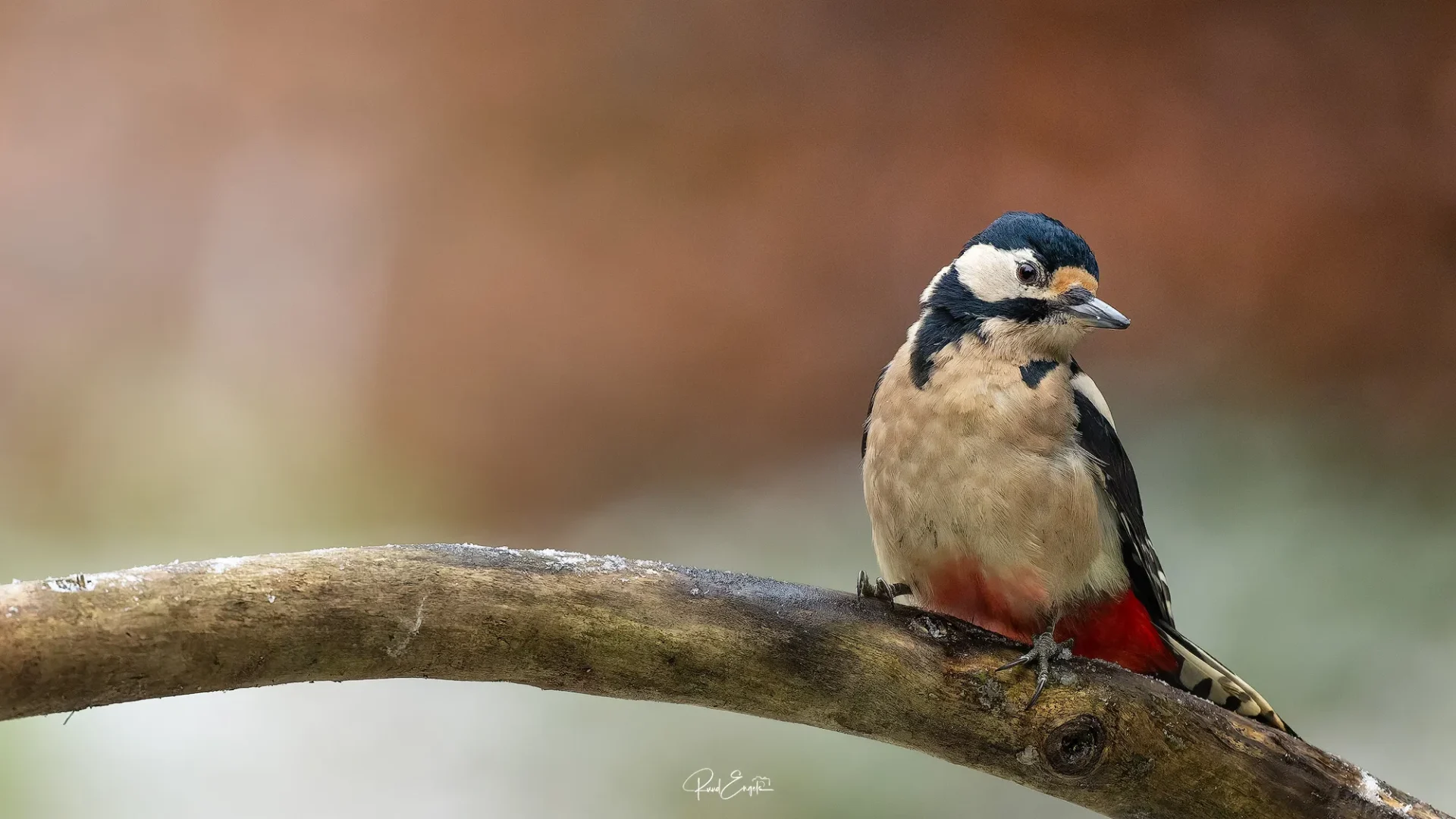 Ruud Engels | Photography | Boshut Maashorst Grote Bonte Specht