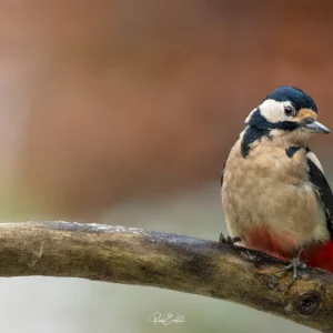 Ruud Engels | Photography | Boshut Maashorst Grote Bonte Specht