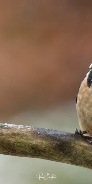 Ruud Engels | Photography | Boshut Maashorst Grote Bonte Specht