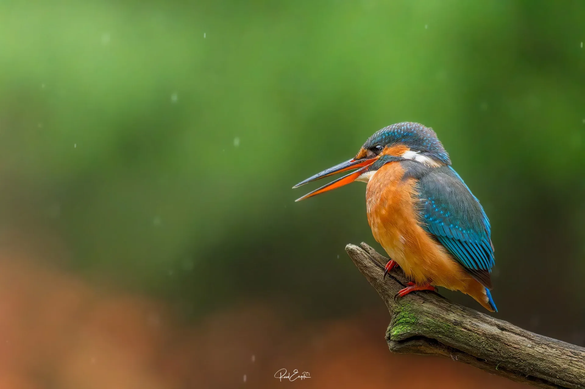 Ruud Engels | Photography | Boshut Maashorst IJsvogel