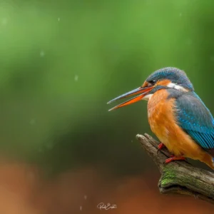 Ruud Engels | Photography | Boshut Maashorst IJsvogel