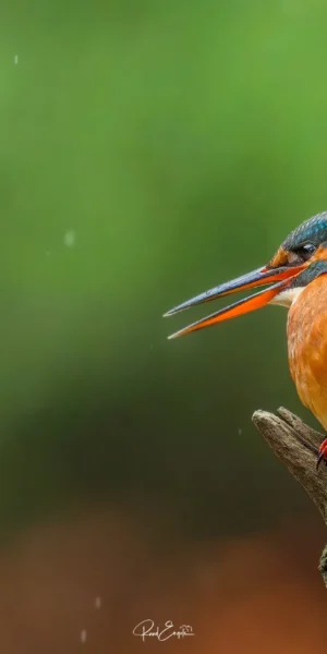 Ruud Engels | Photography | Boshut Maashorst IJsvogel
