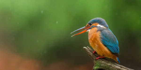 Ruud Engels | Photography | Boshut Maashorst IJsvogel