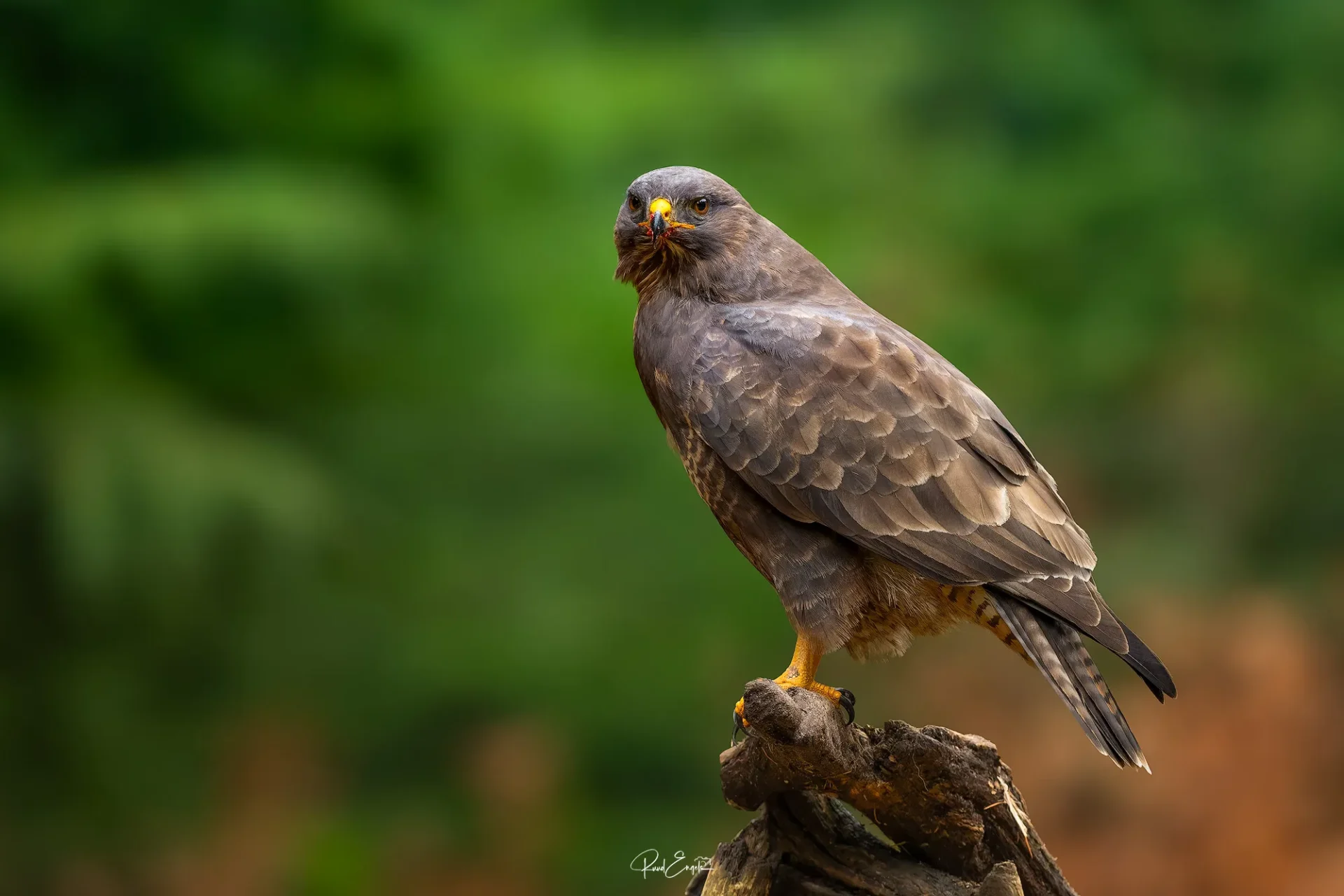 Ruud Engels | Photography | Boshut Maashorst Buizerd