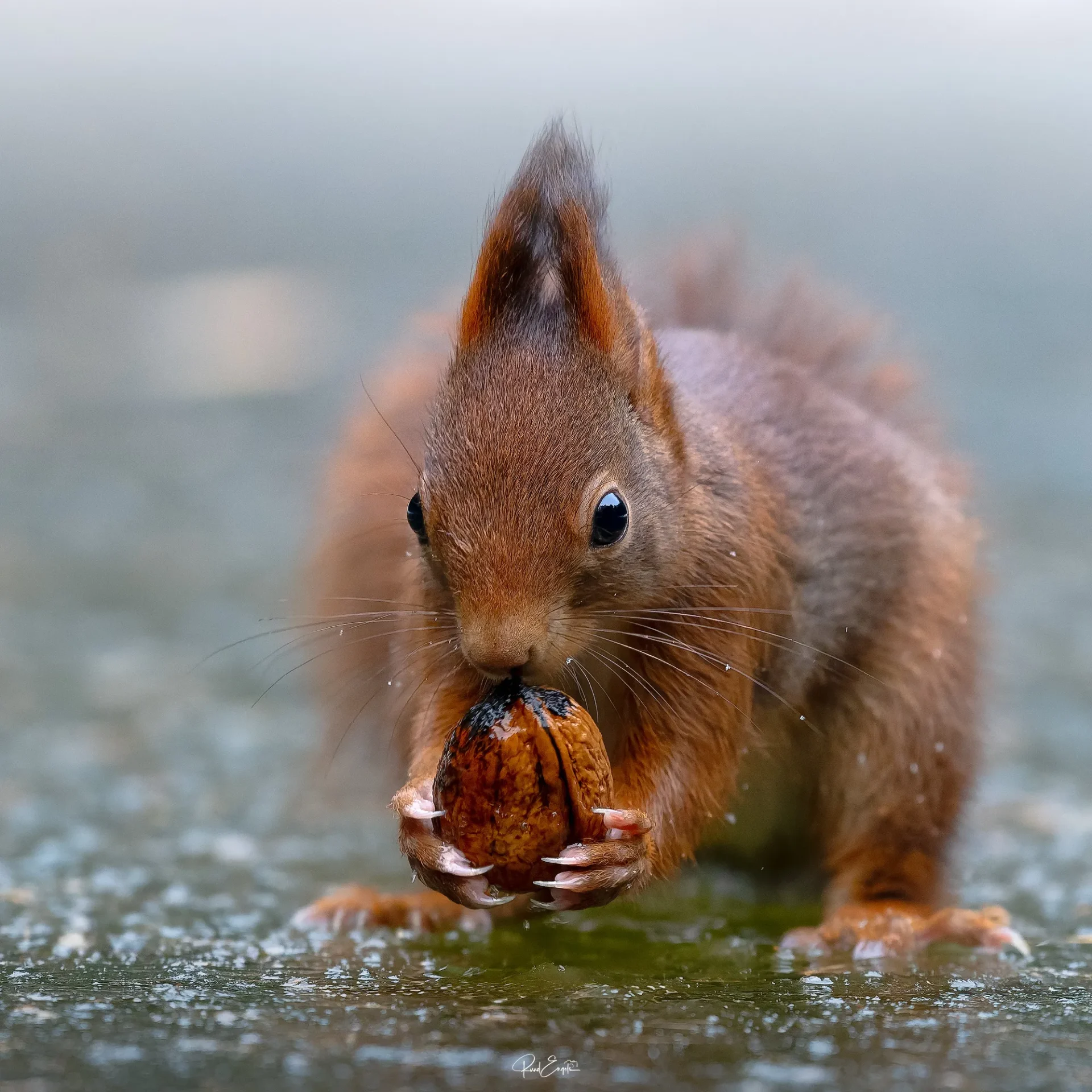Ruud Engels | Photography | Boshut Maashorst Eekhoorn op ijs met walnoot
