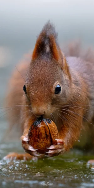 Ruud Engels | Photography | Boshut Maashorst Eekhoorn op ijs met walnoot