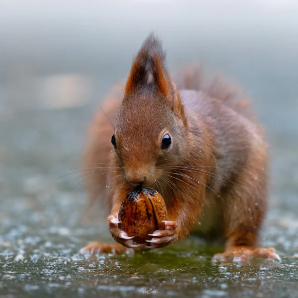 Ruud Engels | Photography | Boshut Maashorst Eekhoorn op ijs met walnoot