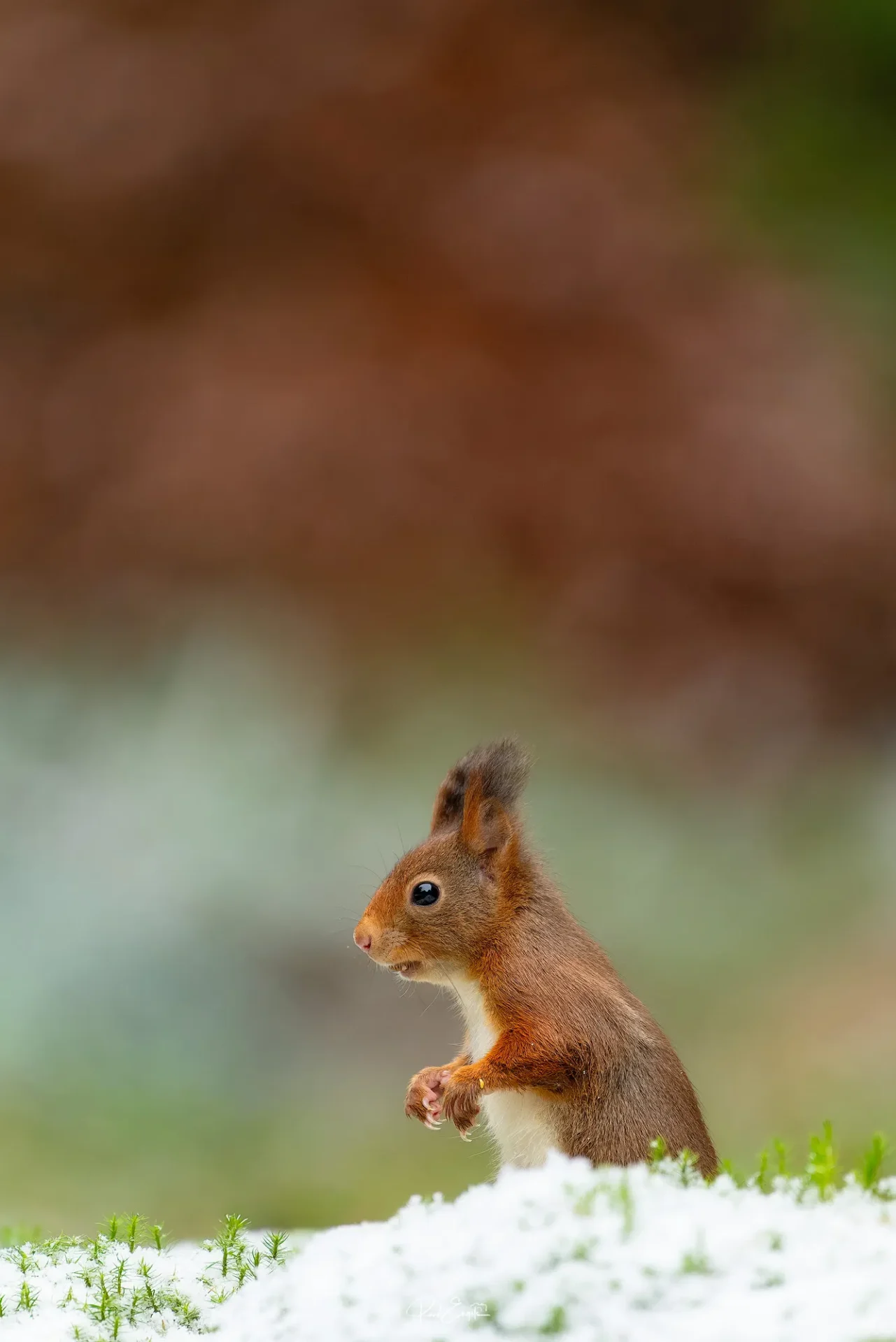 Ruud Engels | Photography | Boshut Maashorst Eekhoorn in de sneeuw