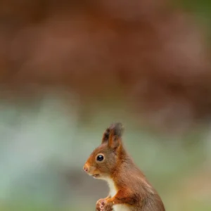 Ruud Engels | Photography | Boshut Maashorst Eekhoorn in de sneeuw