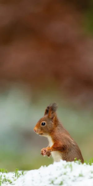 Ruud Engels | Photography | Boshut Maashorst Eekhoorn in de sneeuw