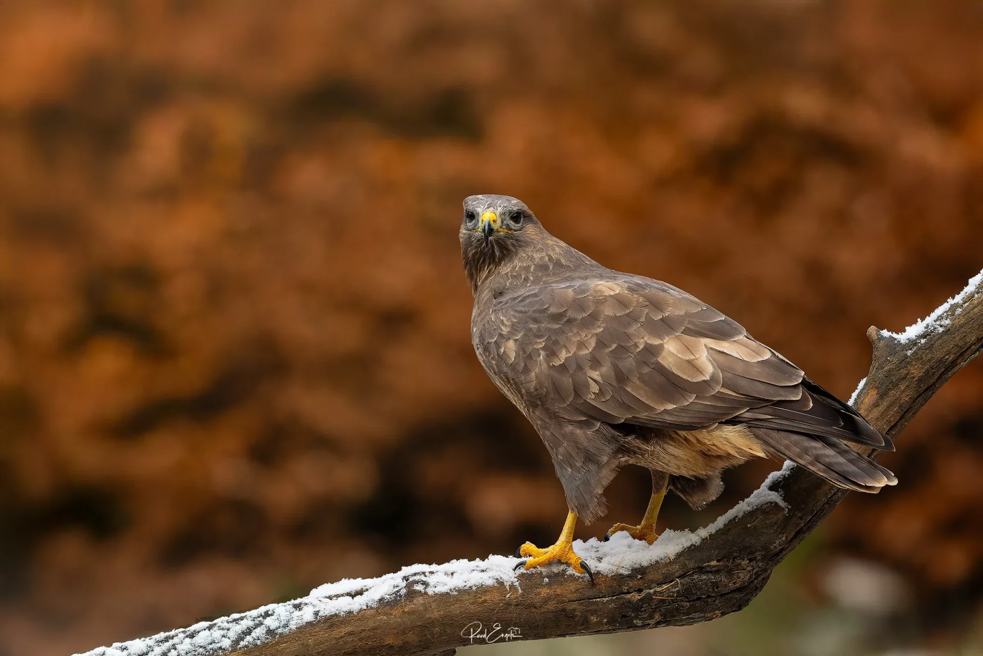 Ruud Engels | Photography | Boshut Maashorst Buizerd