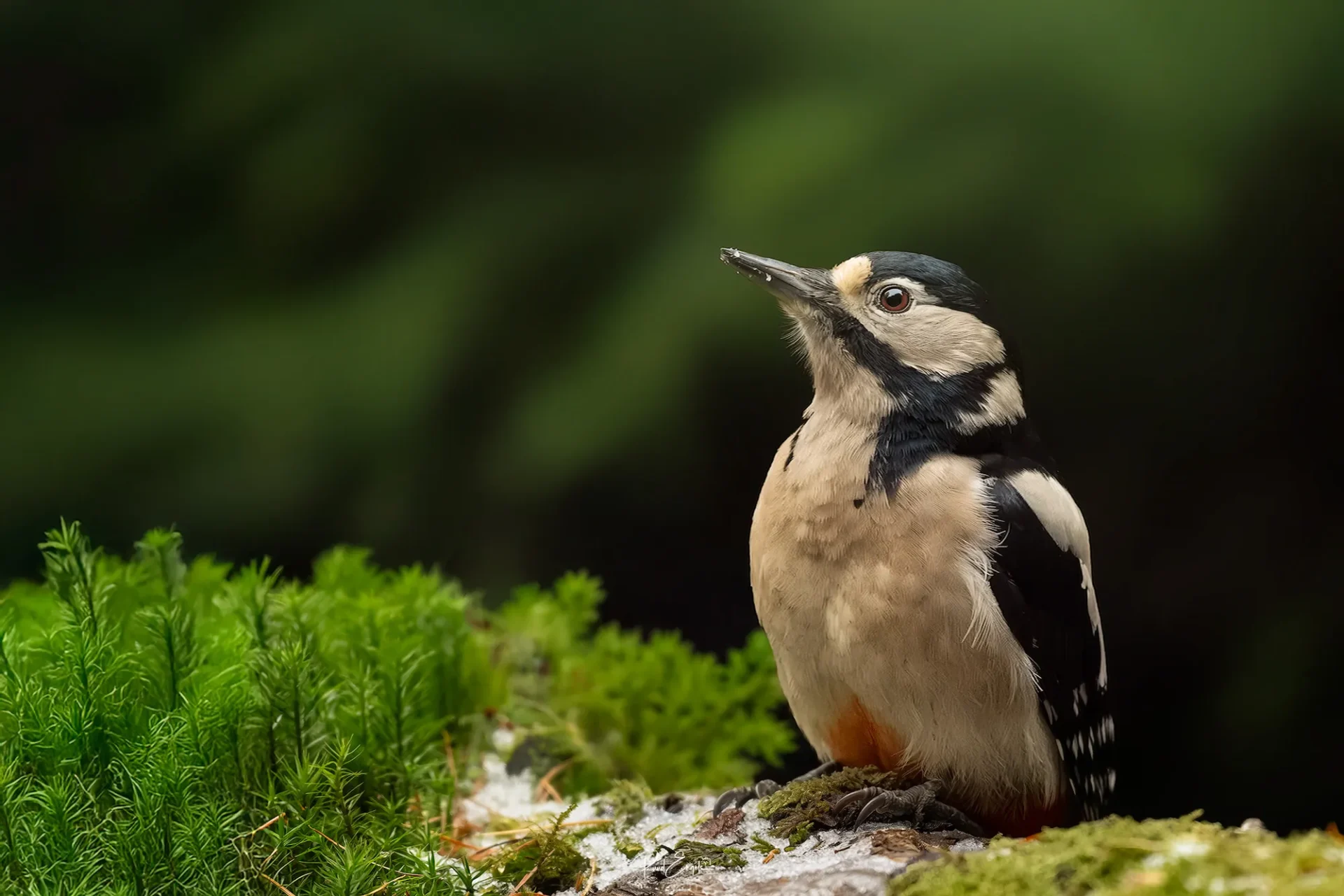 Ruud Engels | Photography | Boshut Maashorst Grote Bonte Specht