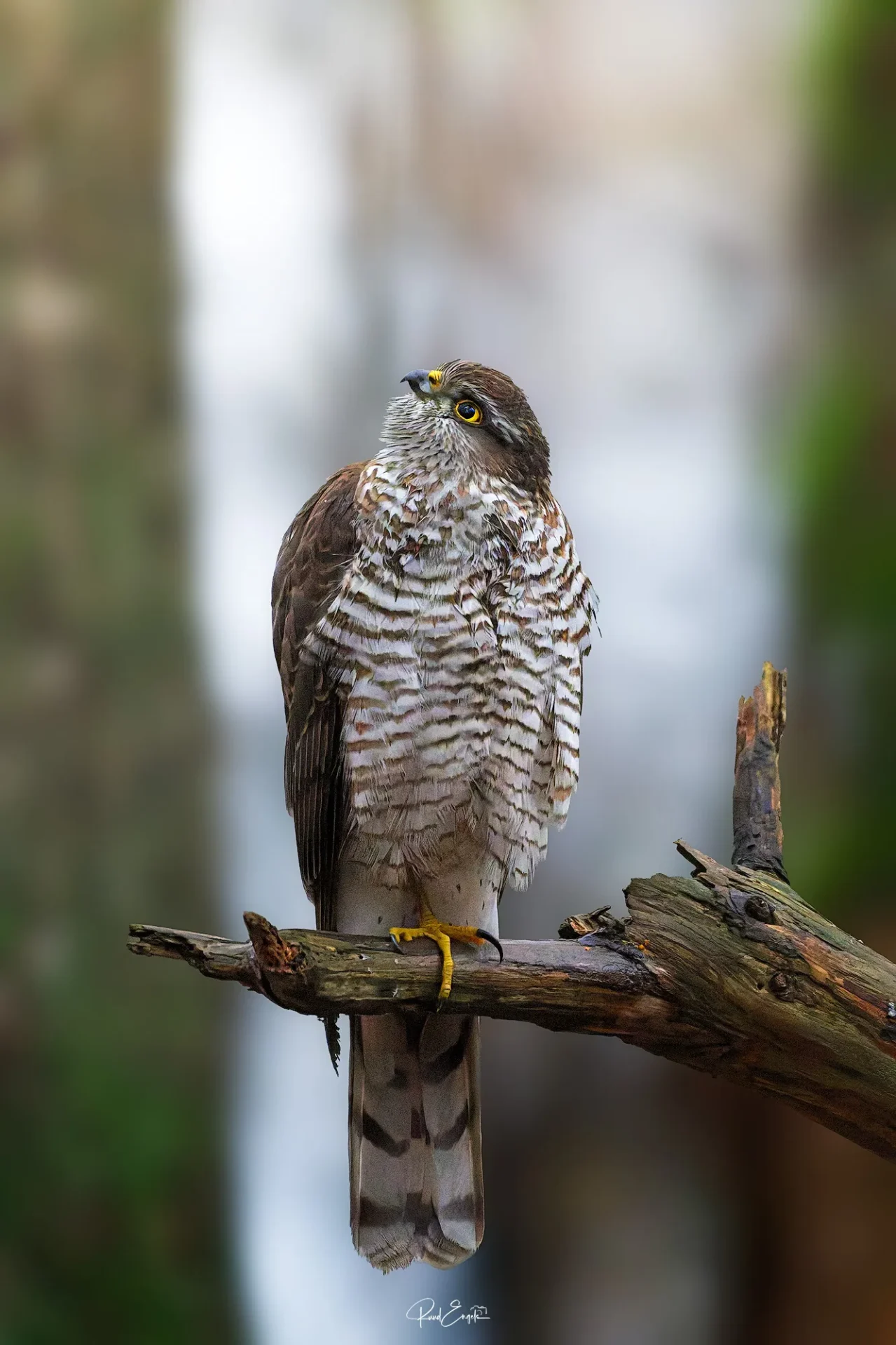 Ruud Engels | Photography | Fotohut Berlicum | Sperwer