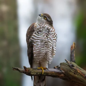 Ruud Engels | Photography | Fotohut Berlicum | Sperwer