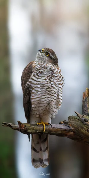 Ruud Engels | Photography | Fotohut Berlicum | Sperwer