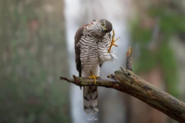 Ruud Engels | Photography | Fotohut Berlicum | Krabbende Sperwer
