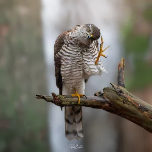 Ruud Engels | Photography | Fotohut Berlicum | Krabbende Sperwer