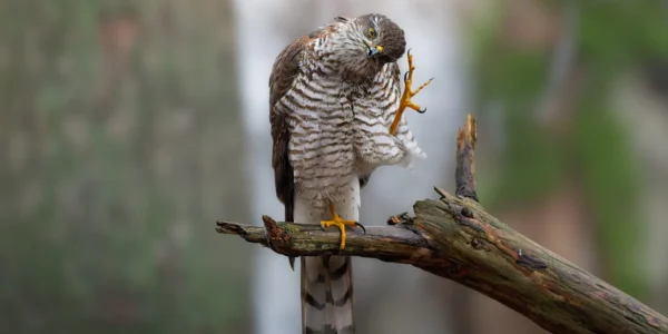 Ruud Engels | Photography | Fotohut Berlicum | Krabbende Sperwer