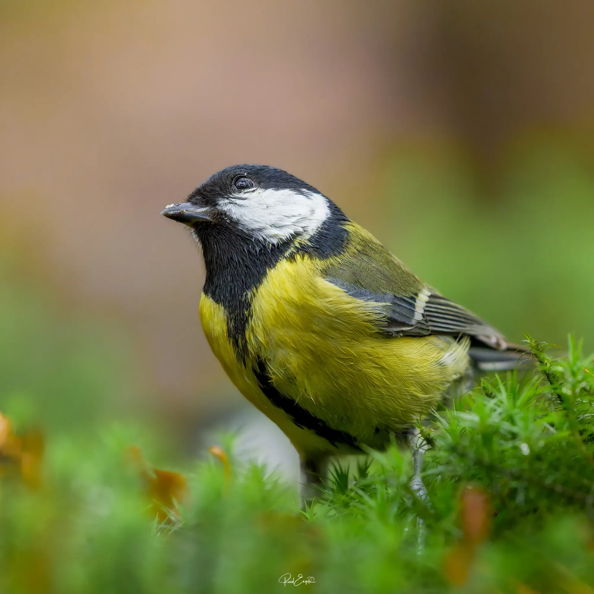 Ruud Engels | Photography | Fotohut Berlicum | Koolmees