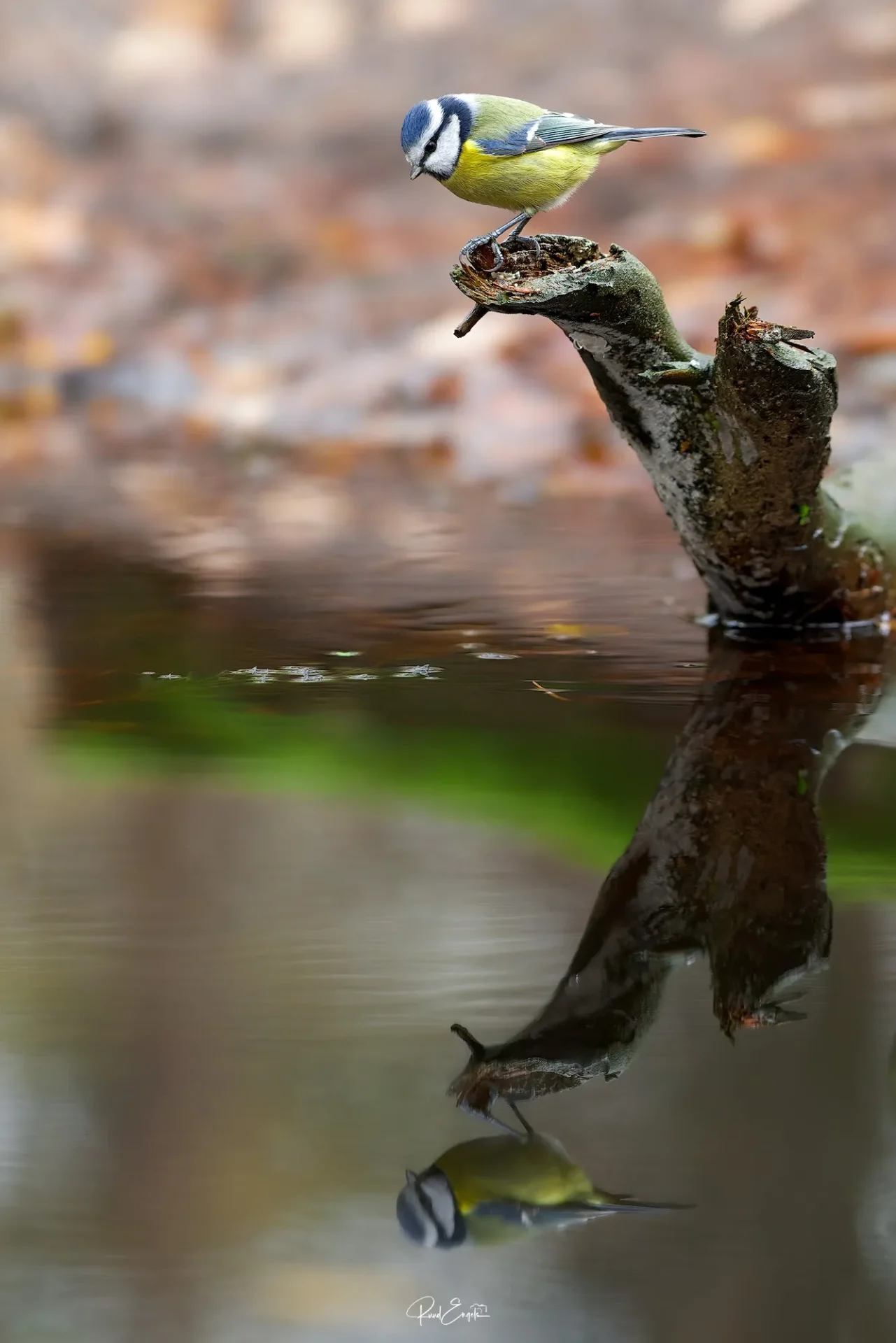 Ruud Engels | Photography | Fotohut Berlicum | Pimpelmees