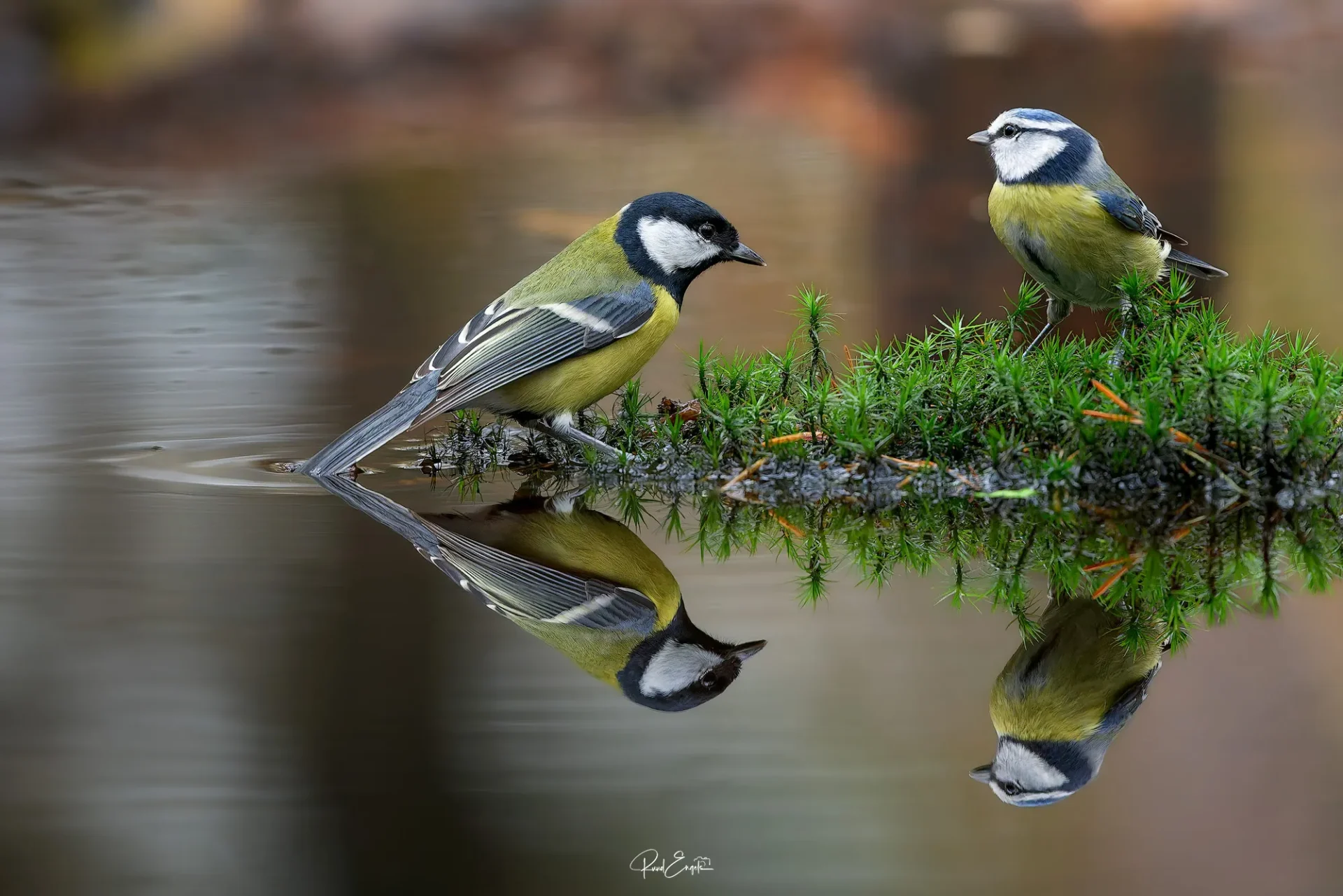 Ruud Engels | Photography | Fotohut Berlicum | Koolmees en Pimpelmees